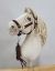 Halter A3 y Tether para Hobby Horse My Sweet Baby