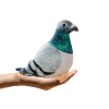 Peluche Paloma Cretada Gris 20 cm - Colección Nueva Fauna - imagen 2