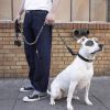 Correa Reflectante de 5m para Perros Grandes con Línea Gruesa y Contenedor de Bolsas de Residuos Incluido - imagen 3