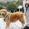 Correa Reflectante de 5m para Perros Grandes con Línea Gruesa y Contenedor de Bolsas de Residuos Incluido - imagen 4