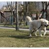 Correa Reflectante de 5m para Perros Grandes con Línea Gruesa y Contenedor de Bolsas de Residuos Incluido - imagen 6