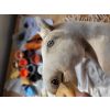 Caballo de Madera My Sweet Baby Hobby Horse Premium Cremello - imagen 2