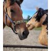 Caballo de Madera en Bastón My Sweet Baby - Caballo Buckskin - imagen 2