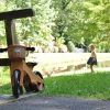 Kinderfeets bicicleta sin pedales Bamboo - imagen 2