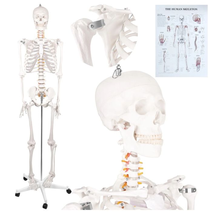 Esqueleto humano Glimz de 170 cm - modelo anatómico para aprendizaje