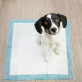 Este set incluye 100 empapadores desechables de 60x40cm y 30 bolsas para excrementos de perros. Perfecto para el adiestramiento de cachorros, cuidado de perros mayores o enfermos