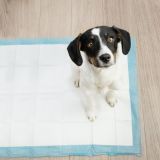 Set de 50 Empapadores Desechables Absorbentes de 60x90 cm y 30 Bolsas para Excrementos de Mascotas - imagen 10