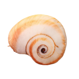 Cojín de Peluche Concha de Caracol 50 cm x 40 cm - Colección Nueva Fauna - imagen 2
